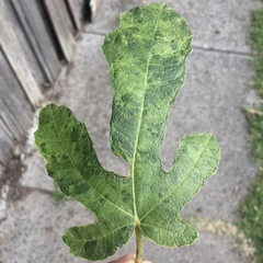 Fig mosaic emaravirus