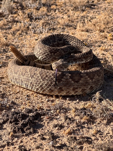 Mojave Rattlesnake
