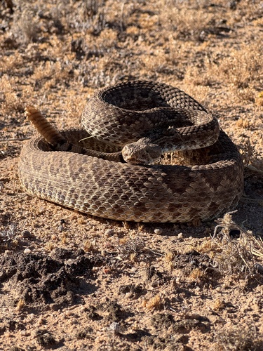 Mojave Rattlesnake