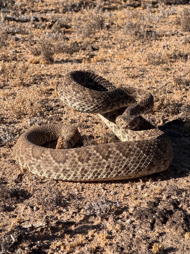 Mojave Rattlesnake
