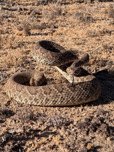 Mojave Rattlesnake
