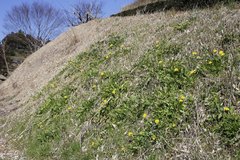 Taraxacum platycarpum longeappendiculatum