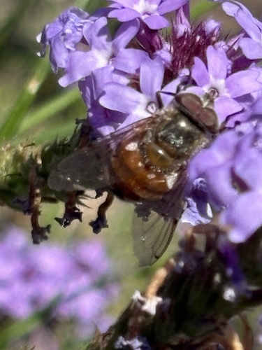 Unknown species found near La Roda Ave, Los Angeles, CA, US