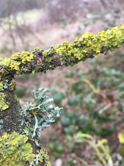 Ramalina fastigiata