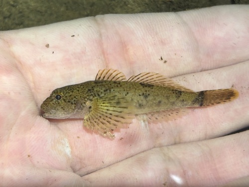 Zwarte donderpad (Cottus baileyi) — Cottidae — 2