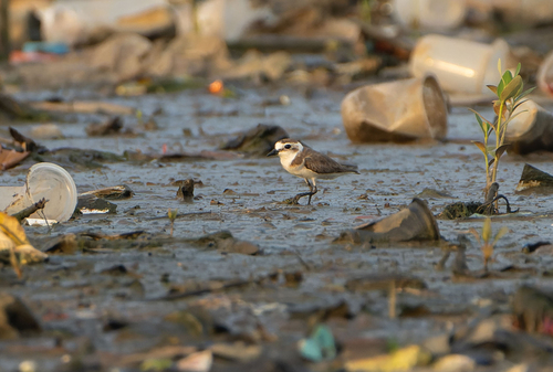 Javan Plover (Anarhynchus javanicus), photo 3