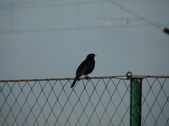 Turdus merula