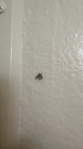 Unknown species found near Jib Cir, Huntington Beach, CA, US
