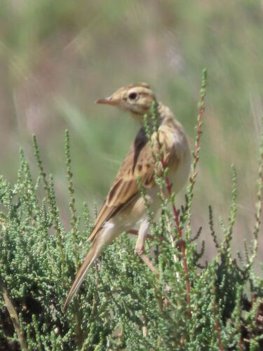 African Pipit (Anthus cinnamomeus), photo 4