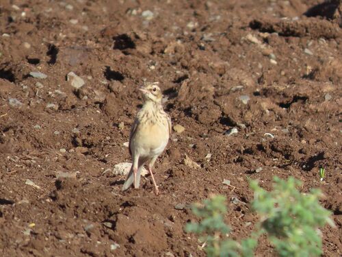 African Pipit (Anthus cinnamomeus), photo 5