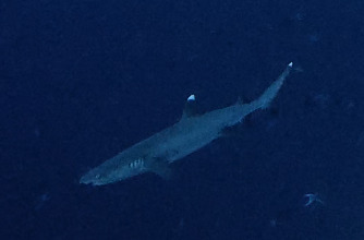 Triaenodon obesus