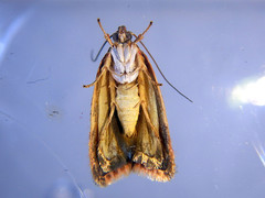 Syringoseca rhodoxantha