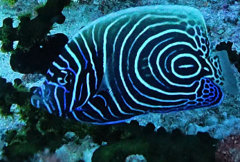 Pomacanthus imperator