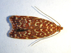 Syringoseca rhodoxantha