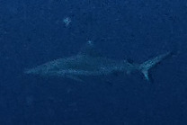 Carcharhinus amblyrhynchos