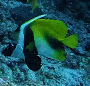 Heniochus monoceros