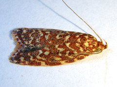Syringoseca rhodoxantha