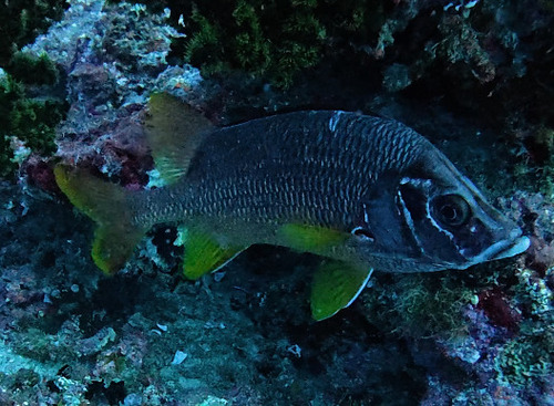 Sargocentron spiniferum