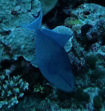 Odonus niger