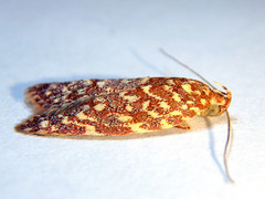 Syringoseca rhodoxantha