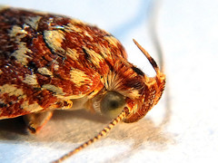 Syringoseca rhodoxantha