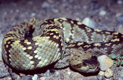 Crotalus ornatus