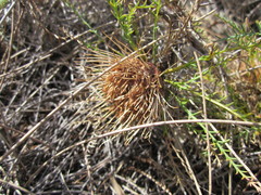 Banksia fraseri