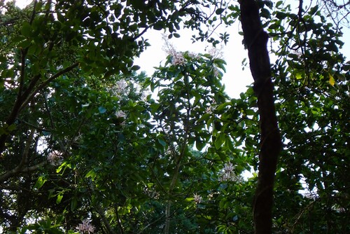 Cape Chestnut (Calodendrum capense)