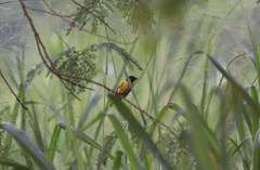 Ploceus jacksoni