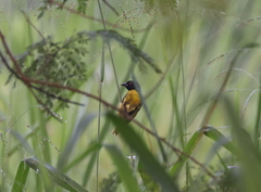 Ploceus jacksoni