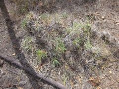 Banksia fraseri