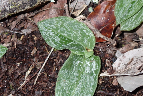 Sand Ghost Orchid (Habenaria arenaria)