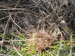 Banksia fraseri