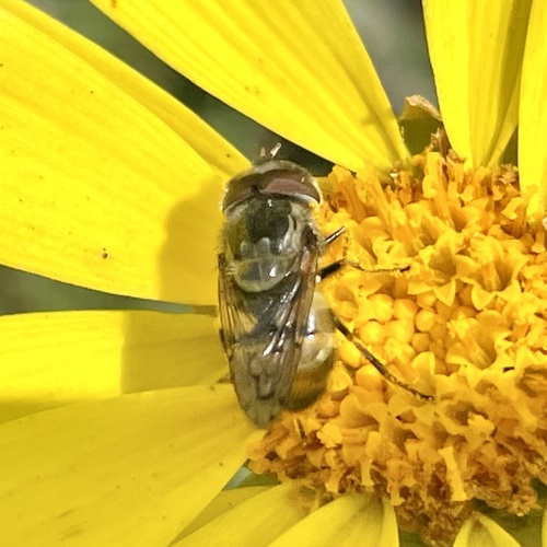 Unknown species found near Cabrillo National Monument, San Diego, CA, US