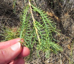 Banksia fraseri