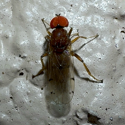 Unknown species found near Summer Greens Terr, Bradenton, FL, US