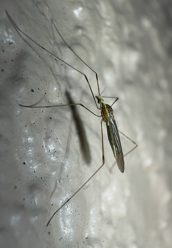 Unknown species found near Summer Greens Terr, Bradenton, FL, US