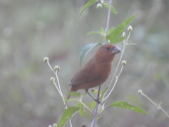 Cyanoloxia cyanoides
