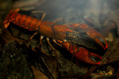 Cherax