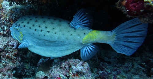 Ostracion cubicum