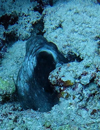 Day Octopus — seen at this dive site