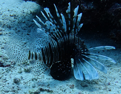 Pterois miles