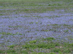 Lobelia anceps