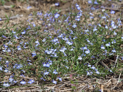 Lobelia anceps