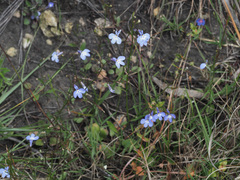 Lobelia anceps