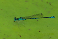 Austroagrion exclamationis