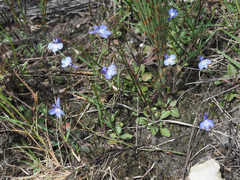 Lobelia anceps