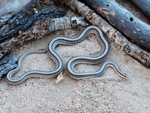 Photo of a Western Patchnose Snake (Salvadora hexalepis)