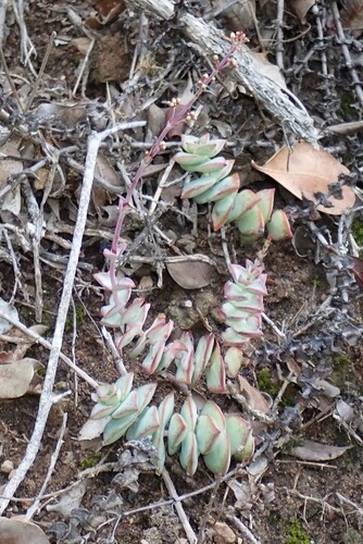 Foto de Crassula