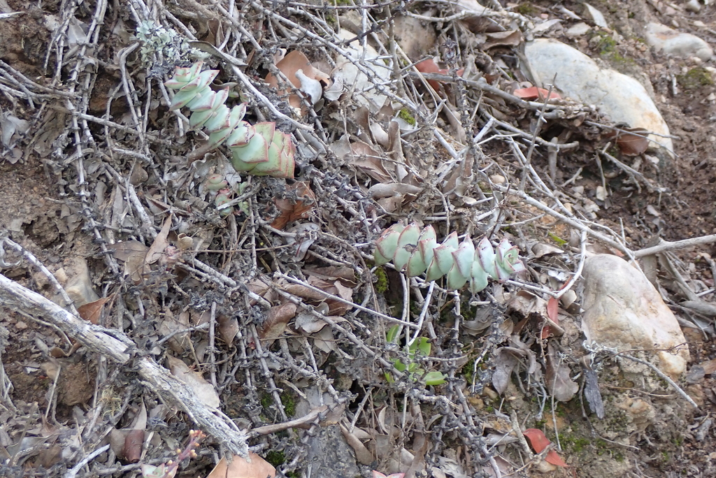 Sen đá phúc lộc thọ – Crassula perforata